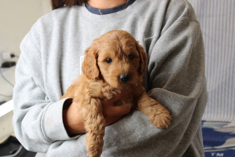 puppy, for, sale, Mini Golden Doodle F1, Matthew B. Stoltzfus, dog, breeder, Gap, PA, dog-breeder, puppy-for-sale, forsale, nearby, find, puppyfind, locator, puppylocator, aca